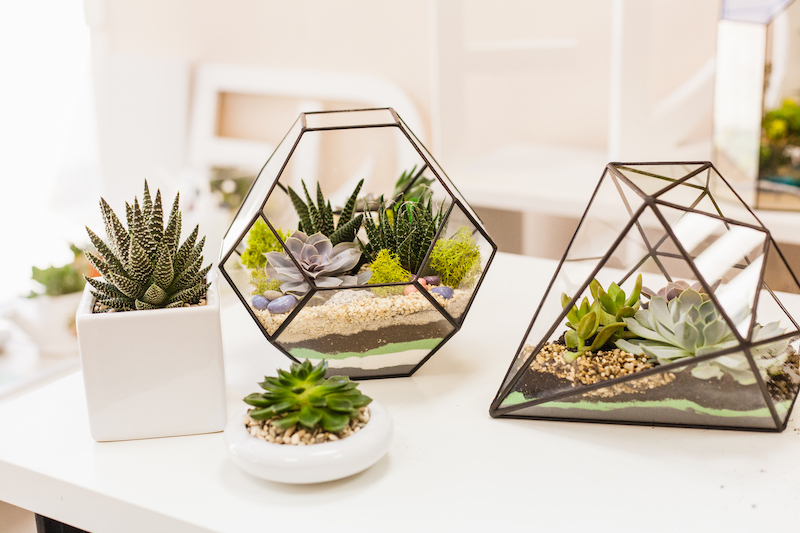 best terrarium plants