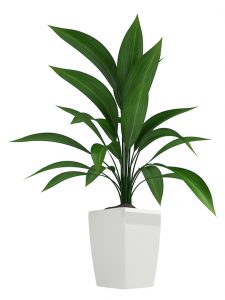 cast iron plant care - Aspidistra