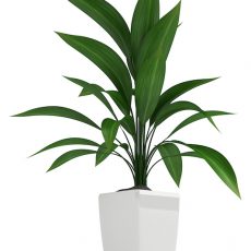 Cast Iron Plant Care (Aspidistra) cast iron plant care - Aspidistra