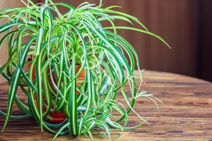 curly spider plant