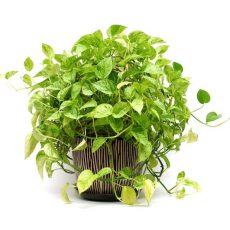 Complete Pothos (Epipremnum) Care Guide fast growing house plants pothos epipremnum care
