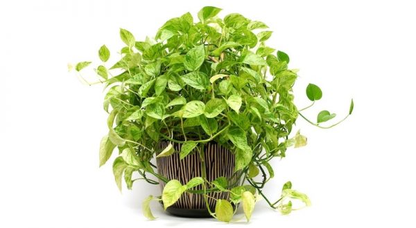fast growing house plants pothos epipremnum care