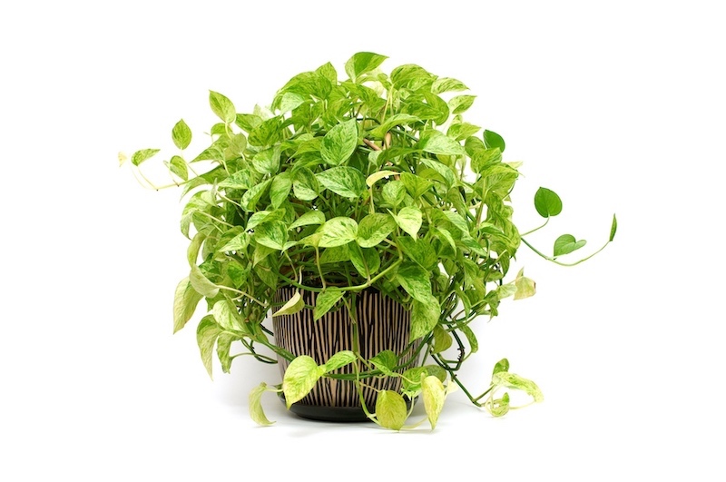 fast growing house plants pothos epipremnum care