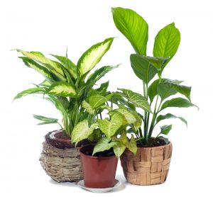 fast growing indoor plants
