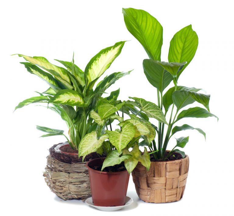 fast-growing-house-plants-keep-house-plants-alive