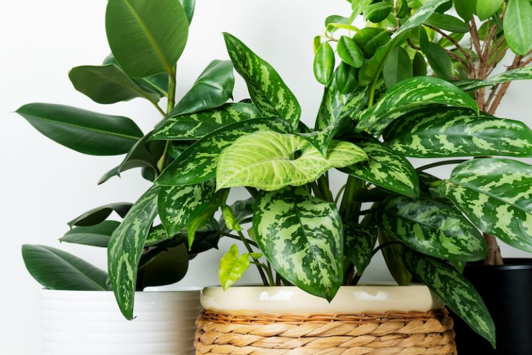 indestructible house plants | Keep House Plants Alive