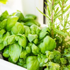Click and Grow Review – Smart Garden 9 click and grow smart garden 9 click and grow review