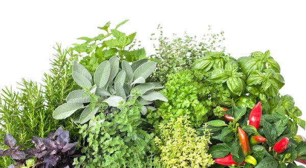 best indoor gardening kits