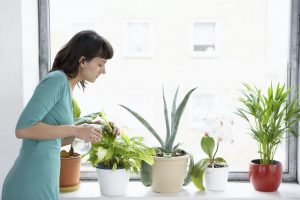 indoor plants that clean the air and remove toxins