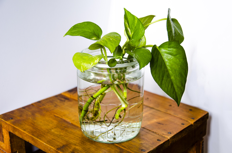 indoor water plants