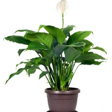 Peace Lily Plant (Spathiphyllum) Care peace lily - Spathiphyllum care
