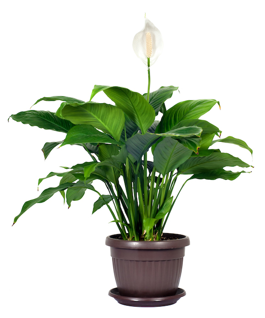Peace Lily Plant (Spathiphyllum) Care