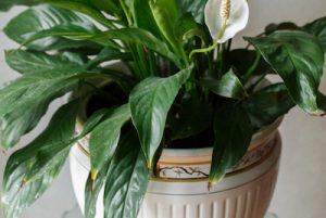 peace lily brown tips