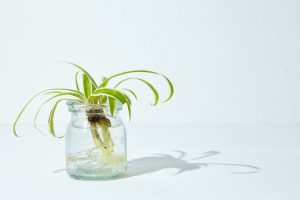 plants that grow in water