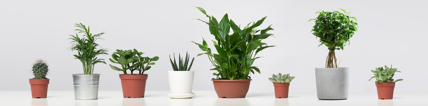 quick growing indoor plants