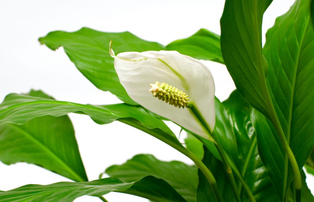 spathyphyllum care