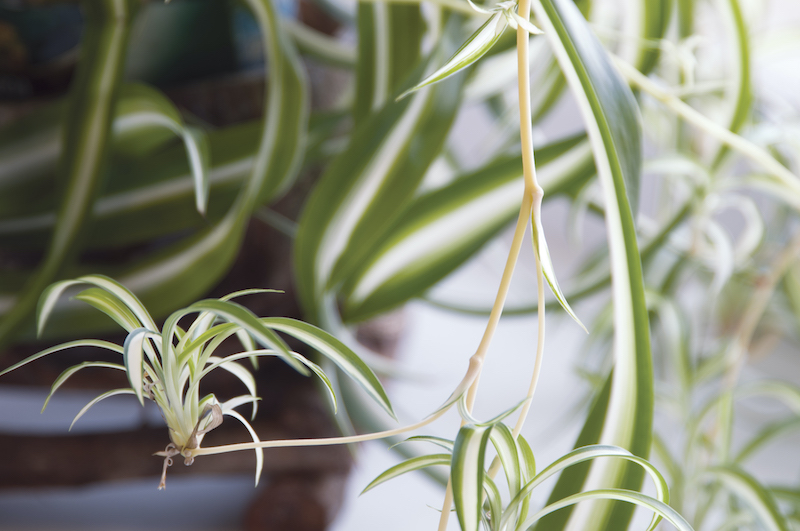 spider plant babies