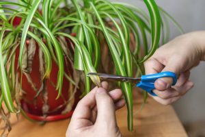 spider plant brown leaf tips