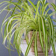 How To Care For Different Spider Plant Varieties spider plant varieties