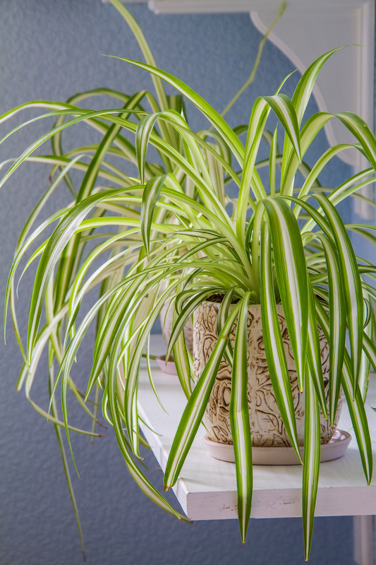 How To Care For Different Spider Plant Varieties