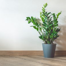 The Secrets to Growing a Large ZZ Plant large ZZ plant