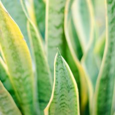 Snake Plant Benefits And Care Guide snake plant benefits