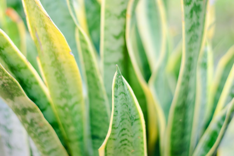 Snake Plant Benefits And Care Guide