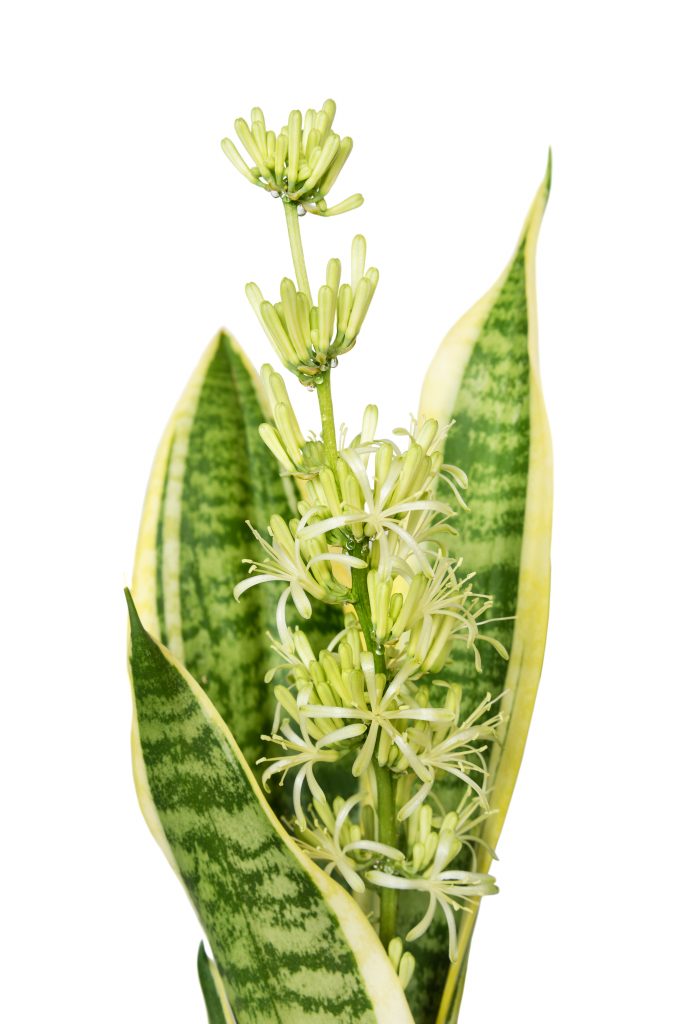 snake plant flower