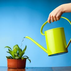 7 Essential Tips For Taking Care Of Indoor Plants taking care of indoor plants