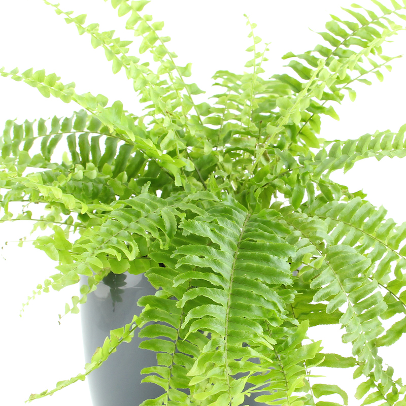 boston fern fast growing house plant