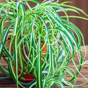 Spider Plant Chlorophytum comosum