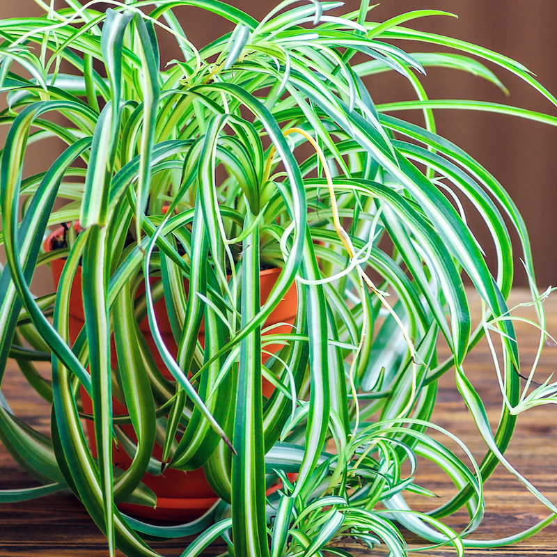 How To Care For Different Spider Plant Varieties | Keep House Plants Alive