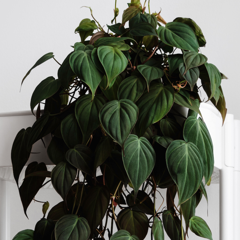 heartleaf philodendron 