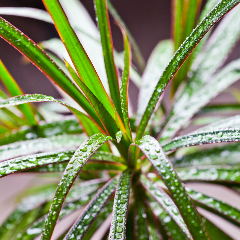 Madagascar Dragon Tree Dracena marginata