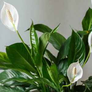 Peace Lily Spathiphyllum