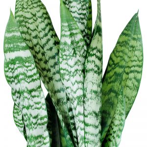 Snake Plant - Sansevieria
