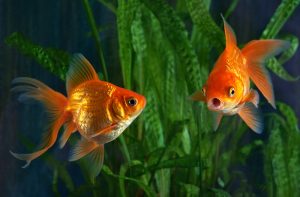 goldfish aquaponics