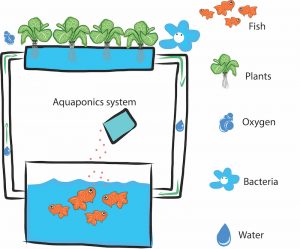 indoor aquaponics system