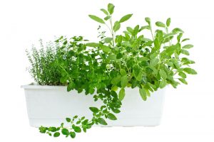 best indoor gardening kits