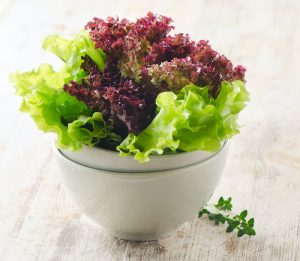 lettuce aquaponics