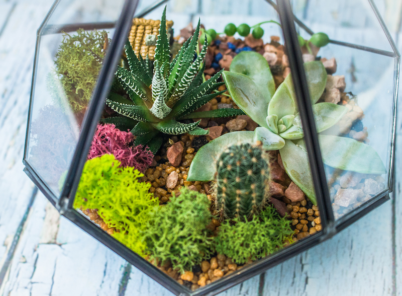 grow light for cactus