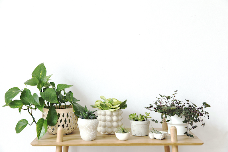 keep house plants alive