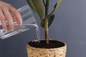 Water for house plants