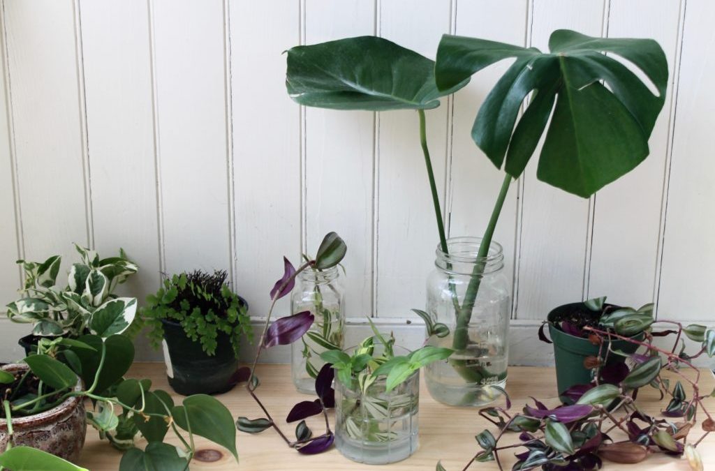 Grow a Friendly Monster with this Guide for Monstera Propagation