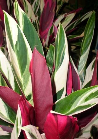 calathea sanguinea