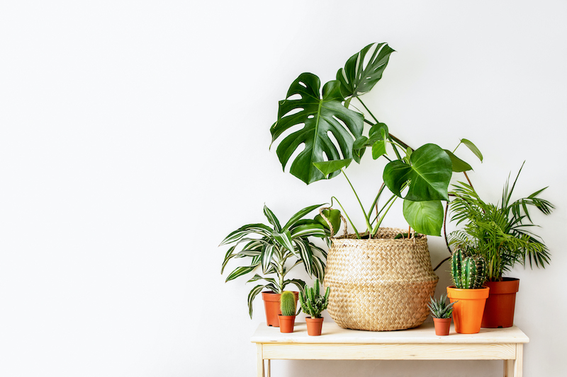 easy houseplants to keep alive