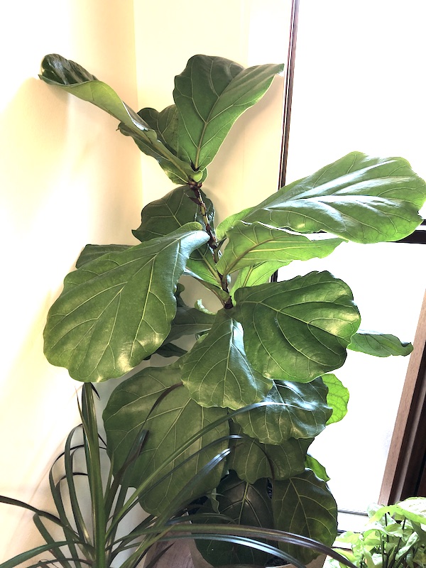 fiddle leaf fig