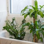how to water plants while away
