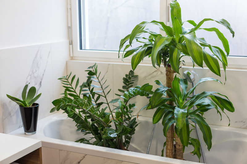 Wondering How To Water Plants While Away On Vacation?
