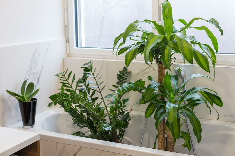 how to water plants while away